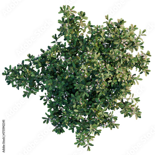 Photos Arctostaphylos uva-ursi tree plan, top view, cutout, transparent background, iso