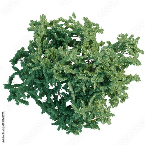 Fotografie Ceratonia siliqua tree plan, top view, cutout, transparent background, isolate,