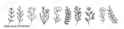 vector set of line art sketch sketch line herbs flowers 