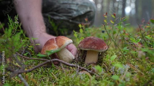 Close-up of a hand gently twisting two porcini mushrooms growing side by side from vibrant green moss. A forager harvests paired boletus mushrooms, roots and surrounding moss visible.