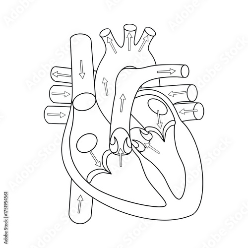 Black and white anatomical line drawing of human heart showing chambers, valves, vessels, and blood flow for medical and educational use