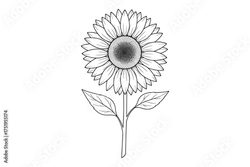 black and white Sunflower,
Line Drawing of a Sunflower,
Black and White Botanical Illustration of Simplicity and Elegance