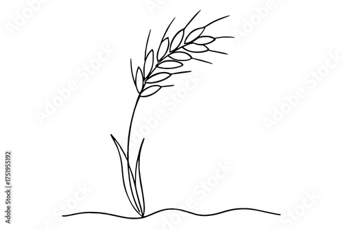 ears of wheat isolated,
Line Drawing of a Wheat Stalk,
Continuous Line Illustration of Natural Elegance and Simplicity