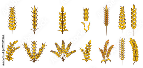 Set of Wheat vector illustration