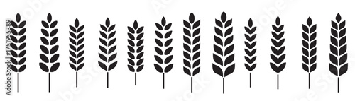 WHEAT STALK vector illustration