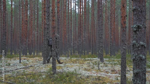 A commando moves down a needle-strewn trail beneath tall pines. A guerrilla with a slung backpack and raised hood slips through the woods. Instruction for scouts on surviving in heavily forested