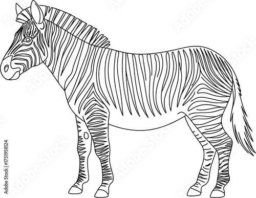 Striped Zebra Coloring Page Vector Illustration for Children African Animal Worksheet