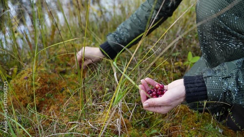A close-up of a woman hands picking cranberries in a bog. The woman is collecting cranberries into her palm. Berry picking in season. A young woman in forest attire is engaged in berry picking. View