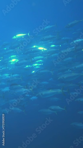 Wallpaper Mural Immerse yourself in the vibrant underwater world of the Maldives. Watch a massive school of fish swimming effortlessly in the deep blue water, illuminated by natural light. Torontodigital.ca