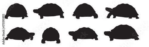 tortoise silhouette white background