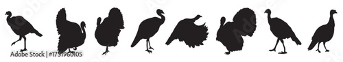 wild turkey icons vector.