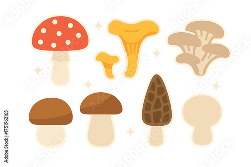 Set of various wild forest fungi species including edible and poisonous mushrooms