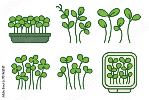 Set of healthy organic microgreens and young plant sprouts growing in trays and containers