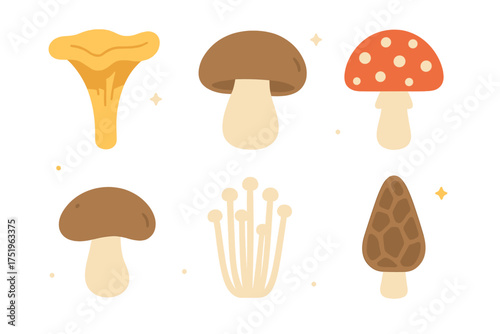 Collection of common wild fungi species including edible and toxic mushrooms