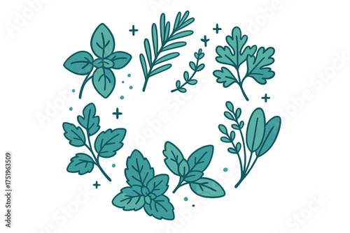 Decorative circle of fresh culinary herbs and spices like basil, rosemary, and parsley for cooking