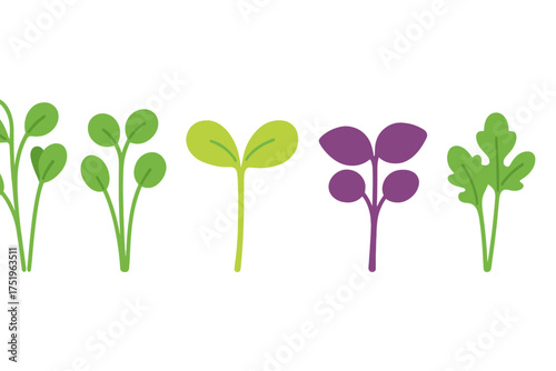 Collection of various colorful microgreens and sprouts including basil radish and parsley seedlings