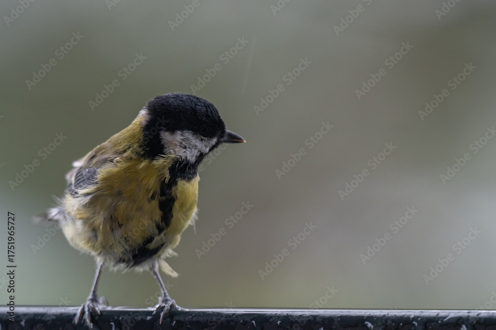 Fototapeta premium Wind-Swept Charm: A Scruffy Great Tit in the Autumn Rain