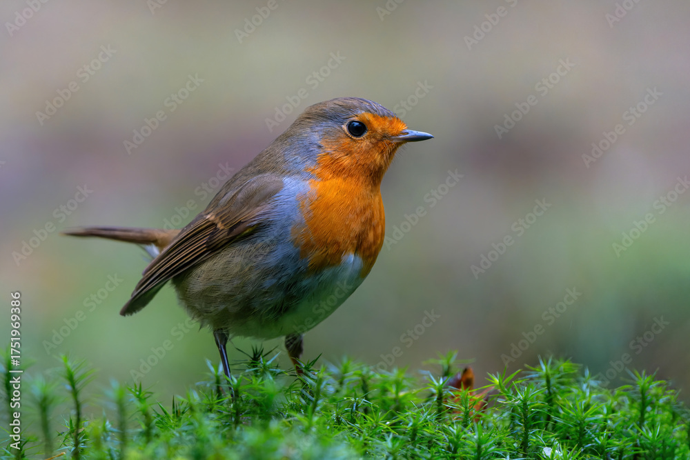 Fototapeta premium European Robin (Erithacus rubecula) searching for food in the forest of the Netherlands. 