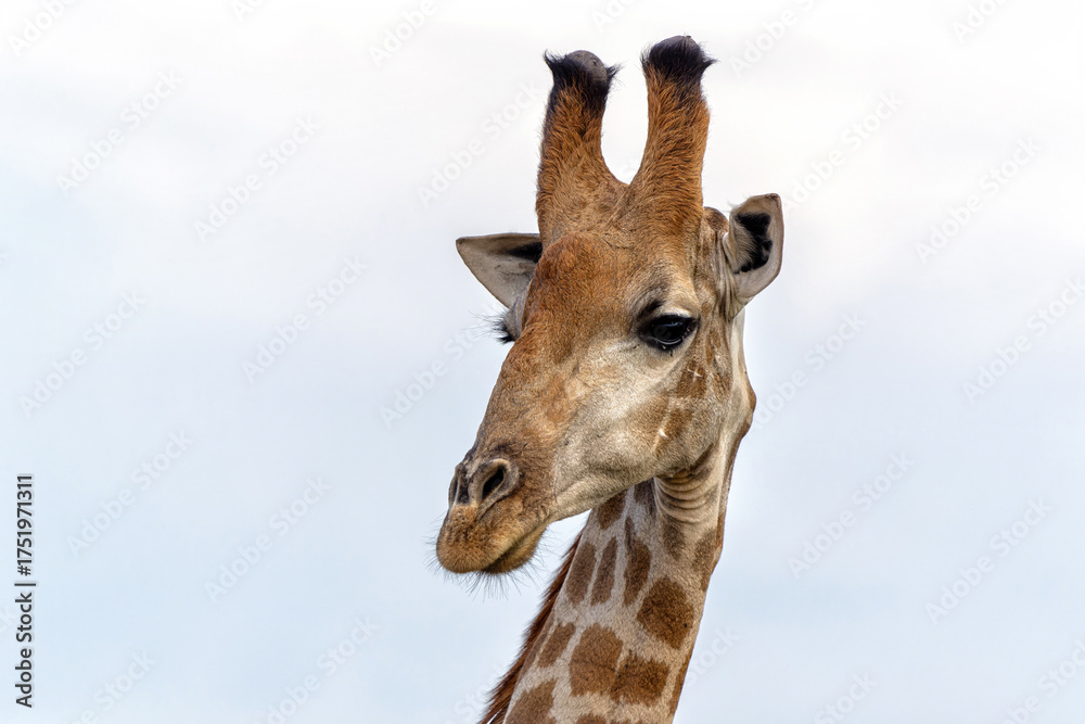 Naklejka premium South African Giraffe (Giraffa giraffa giraffa) or Cape giraffe searching for water and food in Madikwe Game Reserve in South Africa