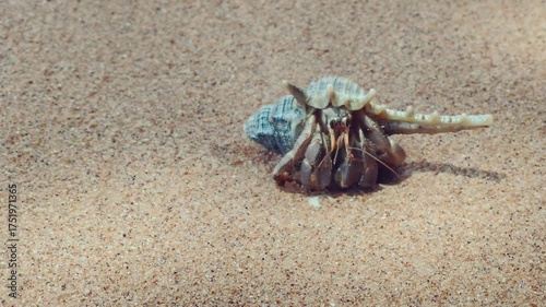 Sea water waves washing sandy beach with hermit crabs crawling near shoreline, coastal nature footage for travel, relaxation, and background video use