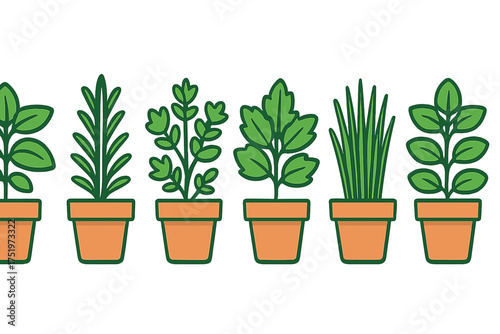 Seamless row of different fresh culinary herbs growing in terracotta pots