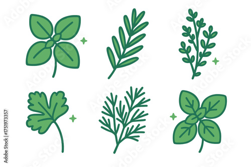 Collection of fresh green culinary herbs and aromatic spices set on a clean white background