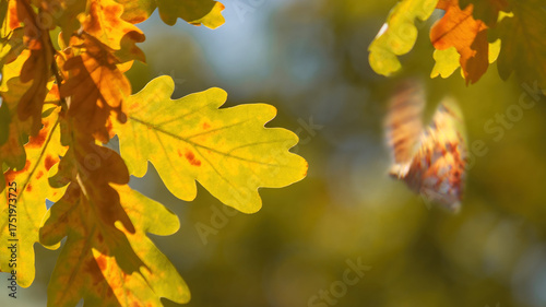Autumn Oak Leaves and a Flying Butterfly in Sunlight