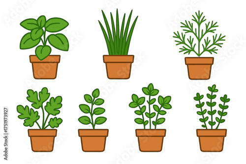 Set of potted culinary herbs and spices including basil chives and dill in terracotta pots