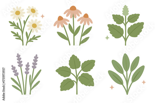 Six stylized botanical elements set with daisies, lavender, coneflowers, and green herbs