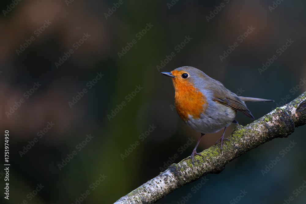 Fototapeta premium European Robin (Erithacus rubecula) searching for food in the forest of the Netherlands. 