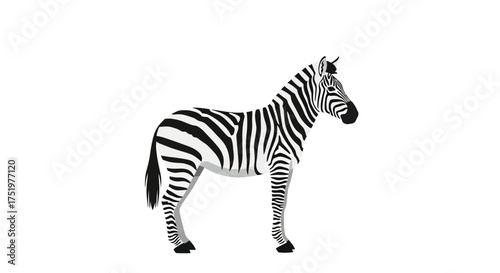 Striking zebra illustration with classic black and white stripes against a plain background