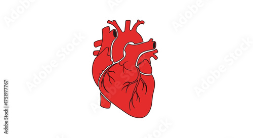 Detailed red heart drawing on a white background showing arteries and veins in a design