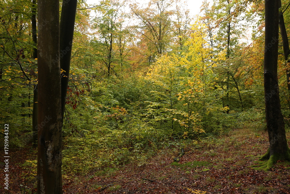 Obraz premium dense forest in rainy weather mushrooms 