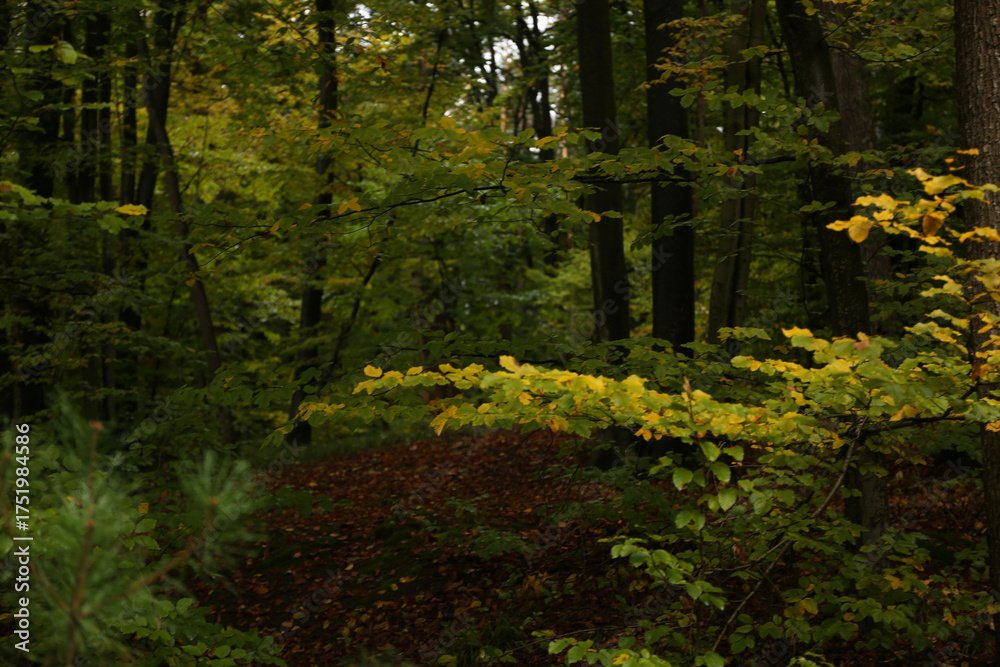 Fototapeta premium dense forest in rainy weather mushrooms 