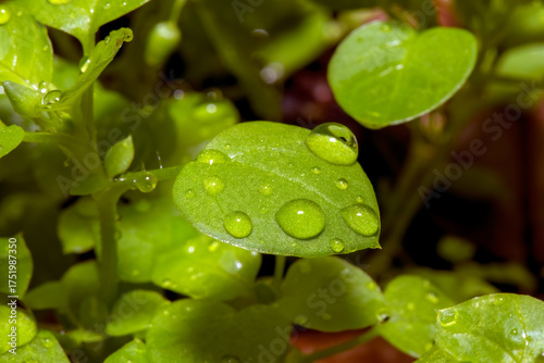 detail of a basil plant with raindrops on the leaves