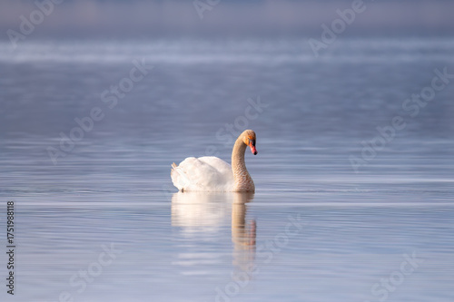 A beautiful swan on a lake at dawn. The swan is reflected in the water. Peace, calm, beauty.