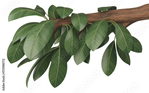 Stunning green leaves and brown branch create a vibrant, natural display perfect for adding a touch of nature to any project