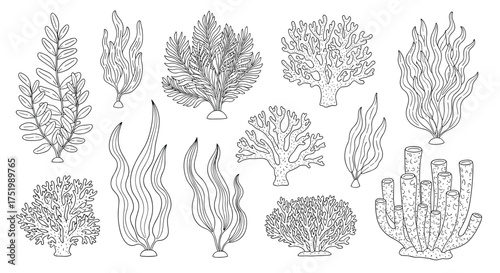 A collection of detailed botanical illustrations of various trees and shrubs.