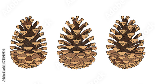 Three pine cones are displayed on a white background.