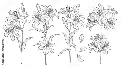 Botanical illustration of flowering plant sprigs with detailed leaves and blossoms.