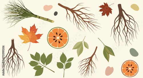 A collection of natural elements like branches leaves and fruit.