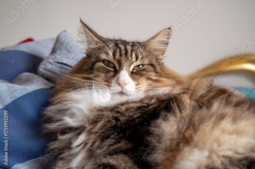 A Norwegian Forest Cat rests peacefully on the bed. Relax, take some time for yourself.
