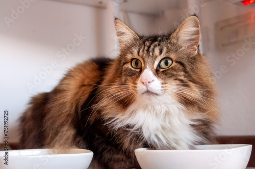 Norwegian Forest Cat near its bowls. Caring for the cat, food available.