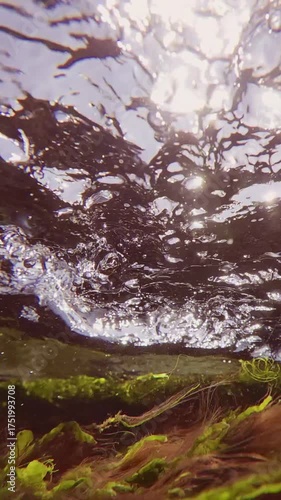 Vertical footage, Close up of turbulent flow on water surface during high tide in littoral zone over green and red seaweeds in sky and bright sun background, back lighting, slow motion