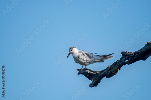 A small, gray-and-white bird perches on a gnarled, dark branch against a bright, cloudless blue sky, looking to its left.