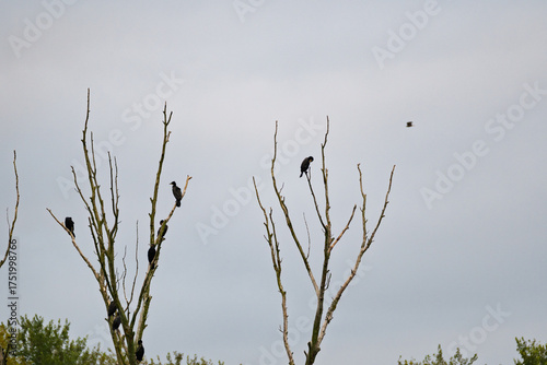 A group of birds are perched on a tree branch