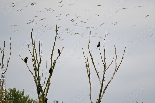 A group of birds are perched on a tree branch