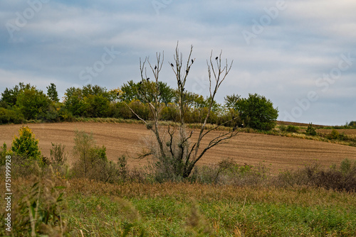 A tree is standing in a field with a cloudy sky in the background