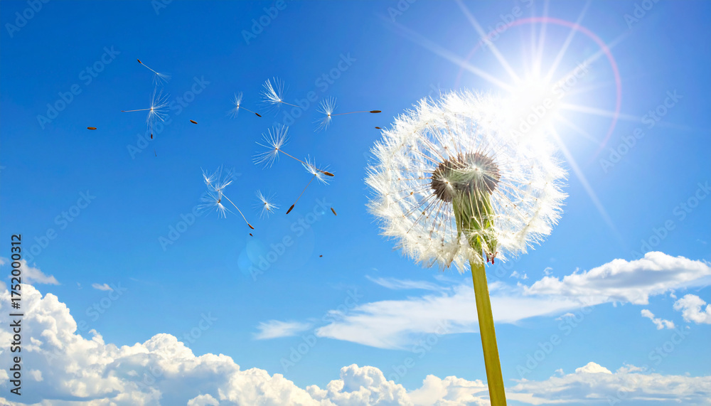 Fototapeta premium Dandelion Seeds in Blue Sky