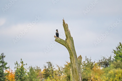 A bird is perched on a tree branch